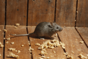 Rodent Removal Rockwall